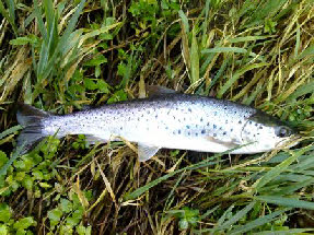 sea trout river Minho