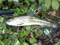 trout river Estoraos