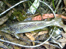 trout rapala river Neiva