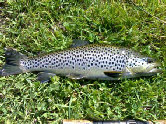 Trout from river Mondego