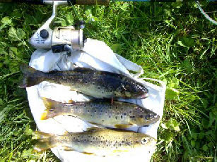 Trout from river Gadanha