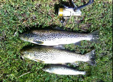 Trout from River Mondego