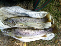 trout river Lima Ponte do Lma