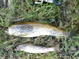 Trout river Alvoco rapala