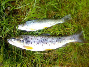 trout Estoraos