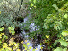 Picture from river Alfusqueiro