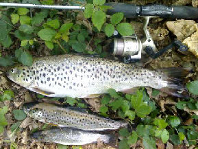trout river Minho 1 kg