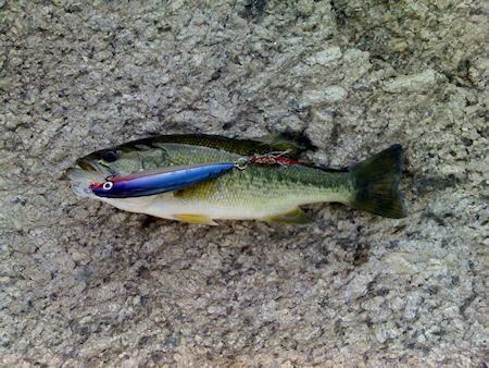 Achiga Barragem Pisoes Achiga Barragem Pisoes Pesca de Setembro na Barragem de Pisões
