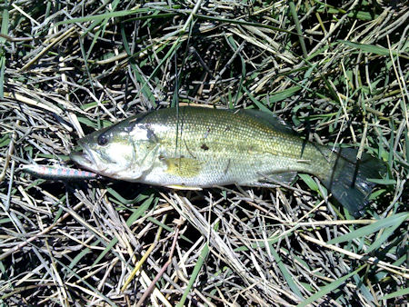 Achiga da Barragem de Touvedo Achiga da Barragem de Touvedo De volta a Touvedo ... Trutas? Achigãs!