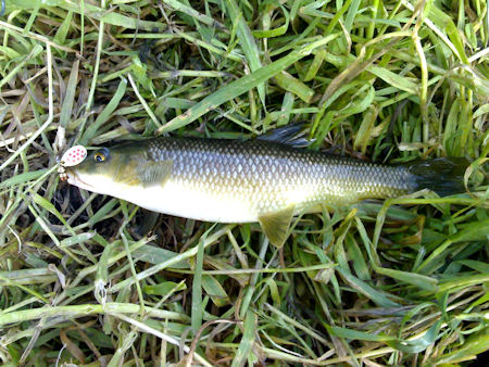 Barbo Ribeira de Portuzelo Barbo Ribeira de Portuzelo Portuzelo ao spinning – Trutas e barbos.
