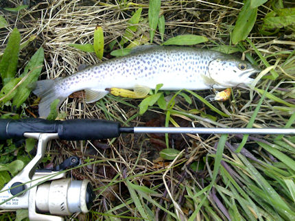 Boa truta Alvoco Boa truta Alvoco1 Salmo hornet – 2010.