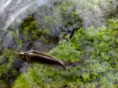 Foz Rio Coura truta Foz Rio Coura truta Nos canaviais da foz do Rio Coura …