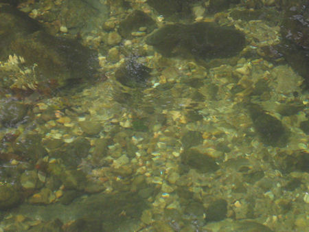 Leito e desova no rio Alfusqueiro 2010. Leito do rio Alfusqueiro Leito e desova no rio Alfusqueiro 2010.