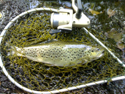 Mondego - Truta 1 corrente Mondego Truta 1 corrente As lindas trutas do Mondego.