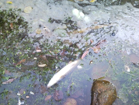 Peixe morto Zezere Valhelhas Peixe morto Zezere Valhelhas Poluição sem rosto no Rio Zêzere.