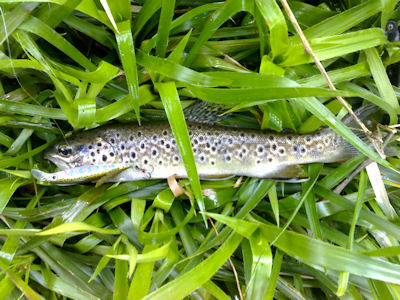 Pescaria Rio Coura 2 As grandes trutas do Rio Coura – 2010.