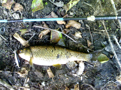 S/W Ver: 85.83.E1P Seixo do Coa escalo rapala1 Seixo do Côa – Escalos ao spinning.