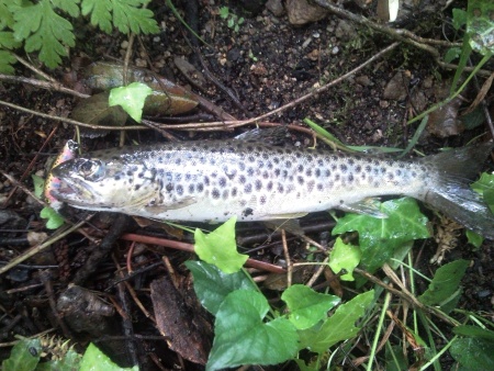Truta 22 cm Lima jusante Touvedo 2 horas de pesca a jusante de Touvedo.