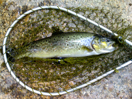 Truta 32 cm Mondego Truta 32 cm Mondego As grandes trutas de Julho do Mondego ...