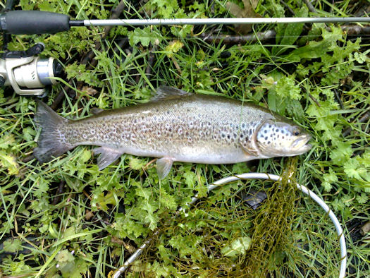 Truta 39 cm Rio Côa Truta 39 cm Rio Côa Trutas de Páscoa no Rio Côa.