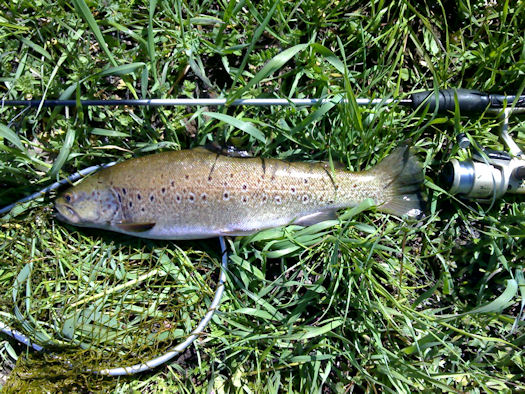 Truta 45 cm Rio Côa Truta 45 cm Rio Côa Trutas de Páscoa no Rio Côa.