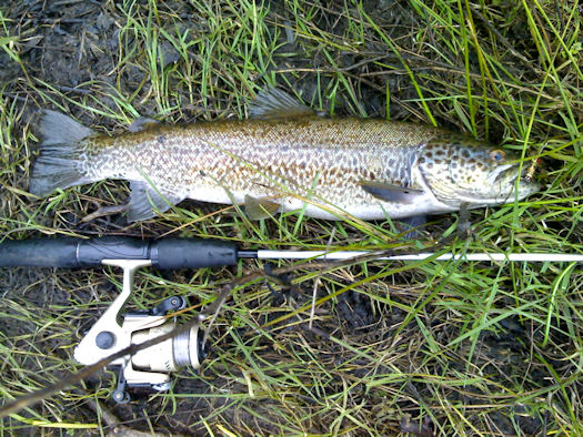 Truta 49 cm rio Côa Truta 49 cm rio Côa Trutas de Páscoa no Rio Côa.