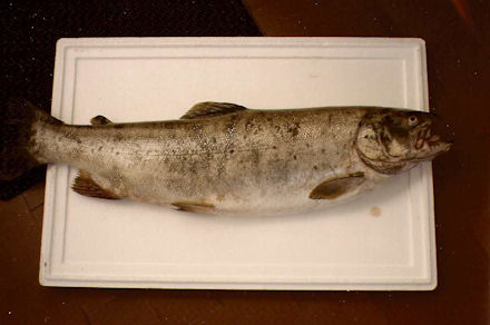 O monstro do Alva! 4,5Kg de pura força! Truta Alva1 O monstro do Alva! 4,5Kg de pura força!