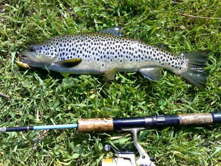 Truta Mondego Truta Mondego Rapala Gold Pescaria à amostra no Mondego – Abril.