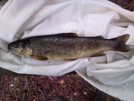 Truta Negra do Alfusqueiro Cortez Truta Negra do Alfusqueiro Cortez 15 minutos de pesca no Alfusqueiro!