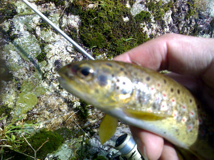 Truta Pesca Alto Cávado Truta Pesca Alto Cávado Nas quedas de água do Alto Cávado …