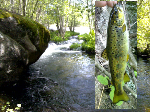 Truta - Rio Vouga - Queiriga Truta Rio Vouga Queiriga À procura das trutas do Vouga …
