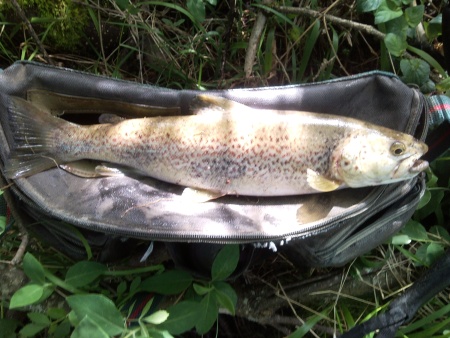 Truta Rio Zezere Valhelhas 32 cm Truta Rio Zezere Valhelhas 32 cm As trutas do Zêzere em Valhelhas.