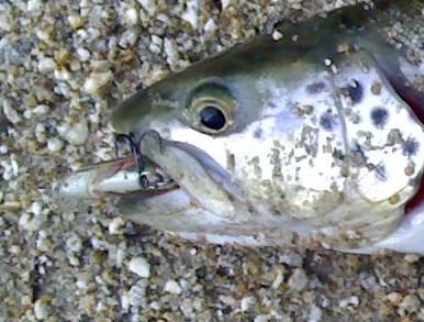 Truta Touvedo Rapala Na praia de Touvedo …