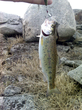 Truta arco iris Pisões Ao heavy spinning nos Pisões …