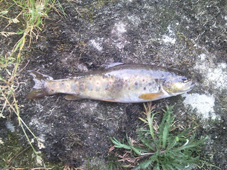 Truta capturada no rio Alfusqueiro Campia Truta capturada no rio Alfusqueiro Campia 1 hora rápida no Rio Alfusqueiro Campia.