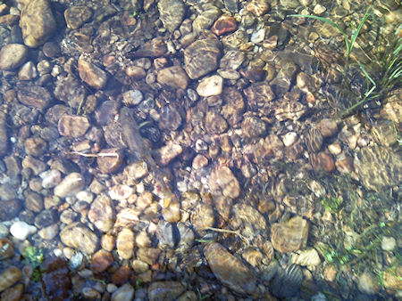 Truta do Alfusqueiro Campia Truta do Alfusqueiro Campia Pescaria em Campia ...