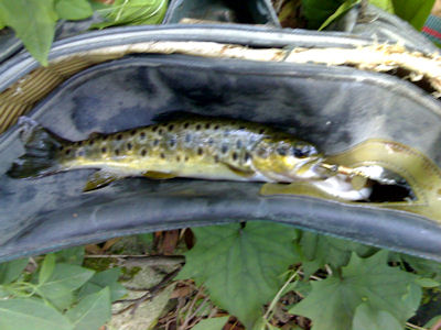 Truta - pintas pretas - Ribeira de Afife Truta pintas pretas Ribeira de Afife Os troféus da Ribeira de Afife!