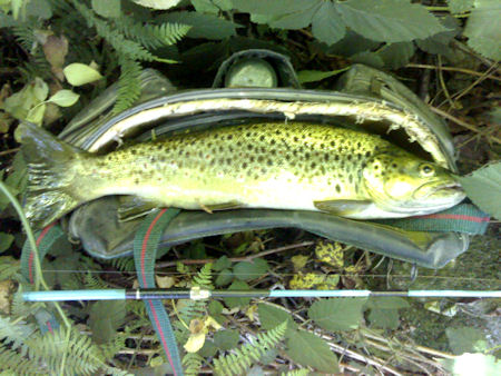Truta 42 cm Mondego Truta trofeu Mondego As grandes trutas de Julho do Mondego ...