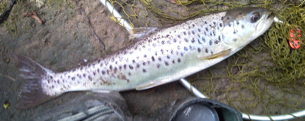 Pesca à truta no Rio Minho – Novo edital 2012