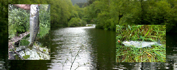 Truta - Rio Estorãos