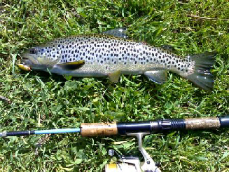 truta rio Mondego com rapala