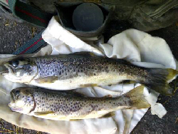 Duas belas trutas de Salamonde