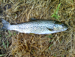 Truta - Rio Estorãos