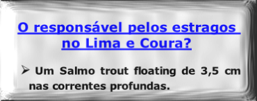 O responsável pelos estragos no Lima e Coura?

Um Salmo trout floating de 3,5 cm nas correntes profundas.

