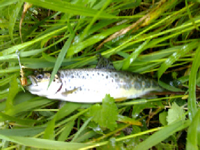 Trutas - Rio Estorãos